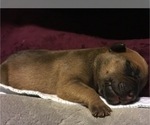 Small Photo #6 American Pit Bull Terrier-English Bulldog Mix Puppy For Sale in BROOKINGS, OR, USA
