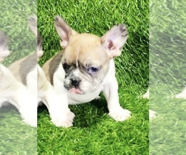 Medium Photo #9 French Bulldog Puppy For Sale in PORTOLA VALLEY, CA, USA