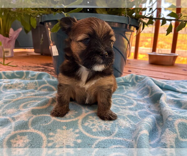 Medium Photo #2 Mutt Puppy For Sale in Pacolet, SC, USA