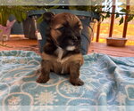 Small #1 Mutt