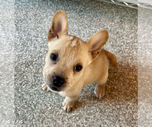 Medium Photo #1 French Bulldog-Unknown Mix Puppy For Sale in St. Louis Park, MN, USA