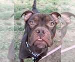 Small Bullboxer Pit