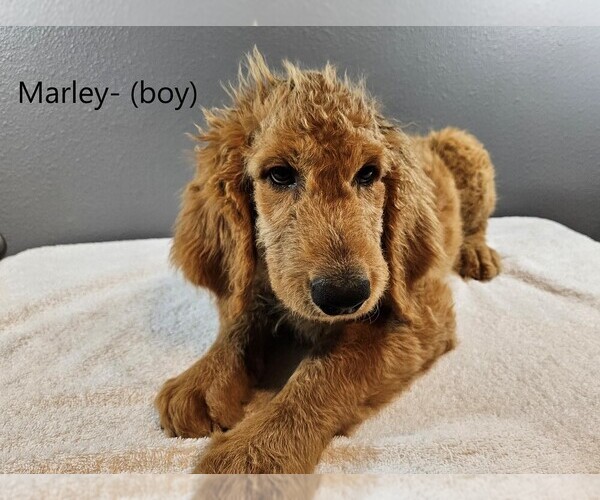 Medium Photo #2 Goldendoodle Puppy For Sale in SCAPPOOSE, OR, USA
