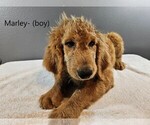 Small Photo #2 Goldendoodle Puppy For Sale in SCAPPOOSE, OR, USA