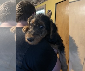 Medium Airedale Terrier