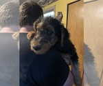 Puppy Puppy 8 Airedale Terrier