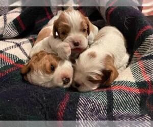 Cavalier King Charles Spaniel Puppy for sale in CHARLES CITY, IA, USA
