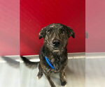 *OAK - Male German Shepherd Dog-Unknown Mix Dog for Adoption - Small photo