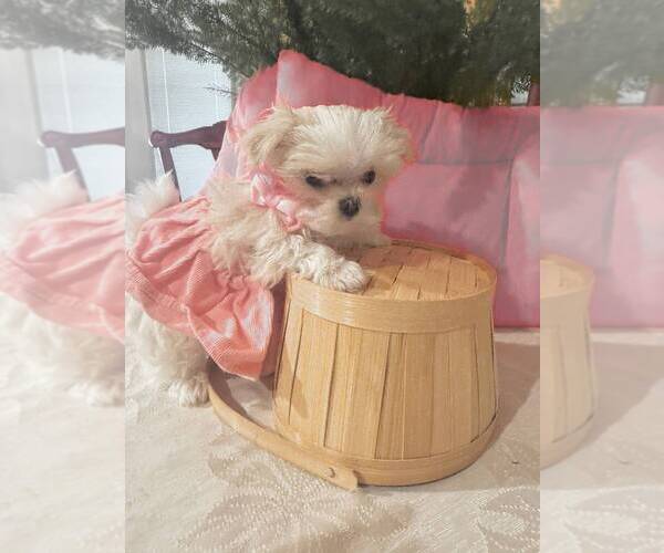 Medium Photo #1 Maltese Puppy For Sale in CLERMONT, FL, USA