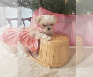 Maltese Puppy for Sale in CLERMONT, Florida USA