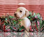 Small #2 Golden Labrador