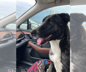 Collie-Mountain Cur Mix Dogs for adoption in Shreveport, LA, USA