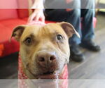 Small #3 American Pit Bull Terrier