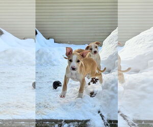 American Pit Bull Terrier-Unknown Mix Dogs for adoption in Rockaway, NJ, USA