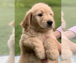 Small Photo #8 Goldendoodle Puppy For Sale in MORGANTOWN, IN, USA