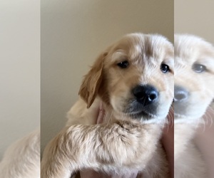 Golden Retriever Puppy for sale in PORTALES, NM, USA