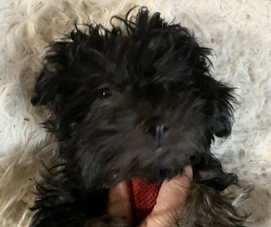 Havanese Puppy for Sale in KODAK, Tennessee USA