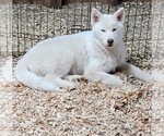 Puppy Apple Siberian Husky