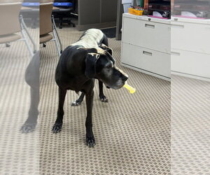 Pipsqueak - Female Great Dane Dog for Adoption - Photo #3