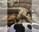 Small Photo #13 Mountain Cur-Unknown Mix Puppy For Sale in Germantown, OH, USA