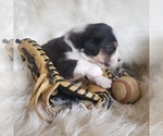 Small #22 Australian Shepherd