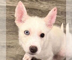 Siberian Husky-Unknown Mix Dogs for adoption in Fargo, ND, USA