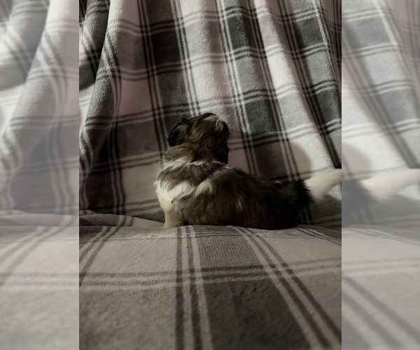 Medium Photo #5 Shih Tzu Puppy For Sale in GLENDALE HEIGHTS, IL, USA