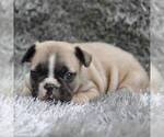 Small Photo #1 French Bulldog Puppy For Sale in LINDEN, TN, USA