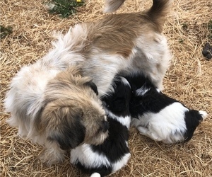 Mother of the Shih Tzu puppies born on 07/04/2023