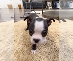 Small #7 Boston Terrier