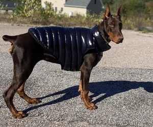 Doberman Pinscher Puppy for sale in STERLING, CT, USA