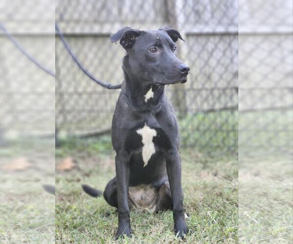 Medium Photo #6 German Shepherd Dog Puppy For Sale in Westminster, MD, USA