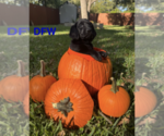Puppy Dallas Labrador Retriever