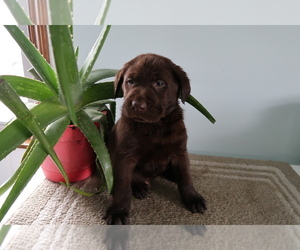 Labrador Retriever Puppy for sale in FORT WAYNE, IN, USA