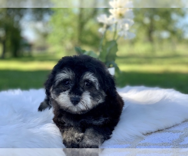 Medium Photo #2 Havanese-Poodle (Toy) Mix Puppy For Sale in HOUSTON, TX, USA
