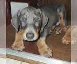 Small Photo #2 Doberman Pinscher Puppy For Sale in BARTOW, FL, USA