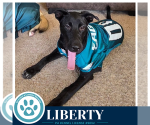 Labrador Retriever-Unknown Mix Dogs for adoption in Kimberton, PA, USA