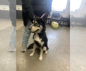 Huskies -Unknown Mix Dogs for adoption in Fairfield, IL, USA