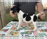Puppy Puppy 3 German Shorthaired Pointer