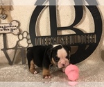 Small Photo #5 Olde English Bulldogge Puppy For Sale in CYNTHIANA, IN, USA