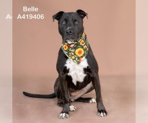 Medium Photo #1 Mutt Puppy For Sale in Conroe, TX, USA