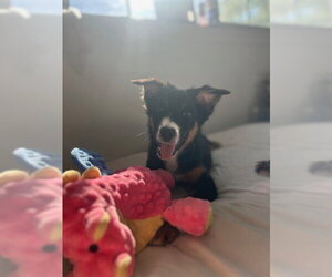 Australian Shepherd-Unknown Mix Dogs for adoption in Wheaton, IL, USA