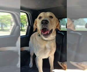 Labrador Retriever-Unknown Mix Dogs for adoption in Belleville, IL, USA