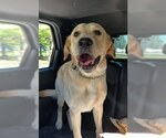 Small Labrador Retriever Mix