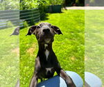 Small #2 Dachshund-German Shorthaired Pointer Mix