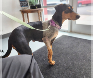 Penny - Female Doberman Pinscher Dog for Adoption - Photo #6