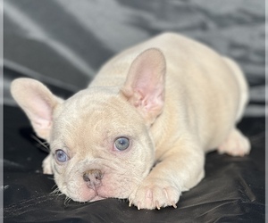 French Bulldog Puppy for sale in SACRAMENTO, CA, USA