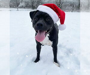 Mutt Dogs for adoption in Evansville, IN, USA