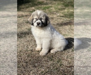Great Pyrenees Puppy for Sale in BLAIRSVILLE, Georgia USA