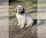 Puppy Puppy 3 Cocoa Great Pyrenees
